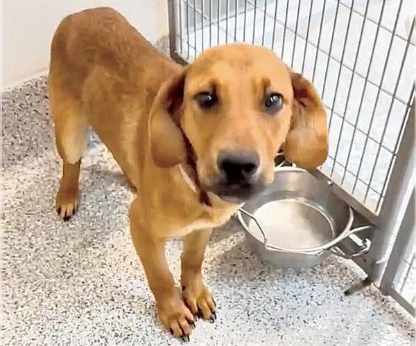 Medium Photo #2 Redbone Coonhound Puppy For Sale in Houston, TX, USA