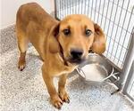 Small #1 Redbone Coonhound