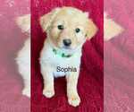 Small Great Pyrenees-Pug Mix