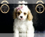 Puppy Isabella F1 Cavapoo