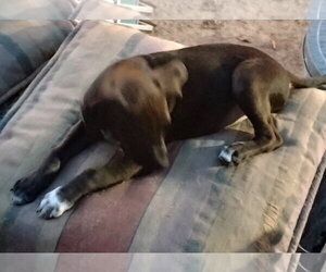 Staffordshire Bull Terrier-Unknown Mix Dogs for adoption in The Woodlands, TX, USA