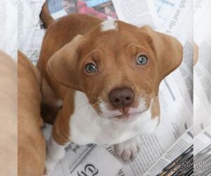 Beagle-Retriever  Mix Dogs for adoption in Washington, DC, USA