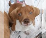 Small Beagle-Retriever  Mix