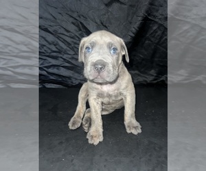 Cane Corso Puppy for sale in GRAIN VALLEY, MO, USA