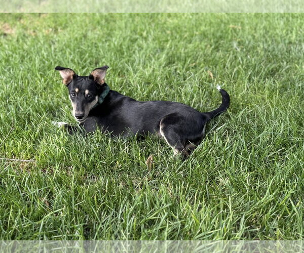 Medium Photo #5 Mutt Puppy For Sale in Davis, CA, USA