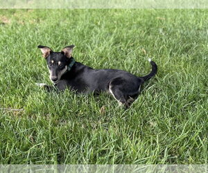 Mina - Female Mutt Dog for Adoption - Photo #5