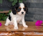 Small #6 Cavalier King Charles Spaniel