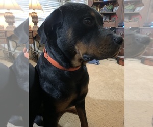 Father of the Rottweiler puppies born on 10/22/2025