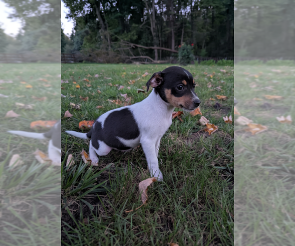 Medium Photo #1 Rat Terrier Puppy For Sale in SHIPSHEWANA, IN, USA