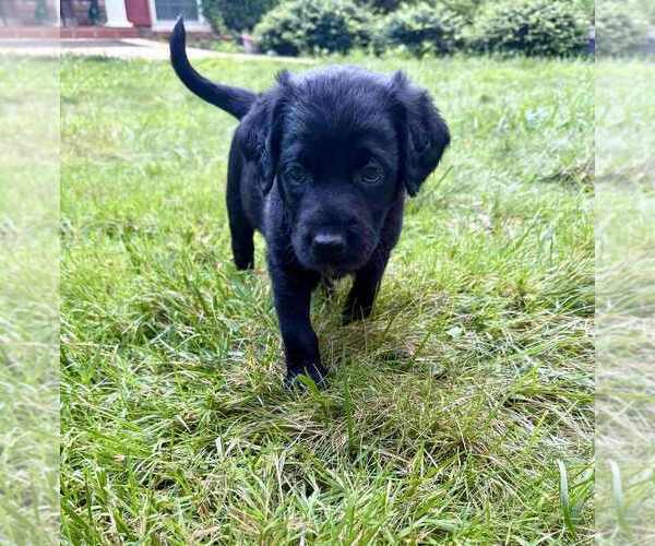 Medium Photo #26 Aussiedoodle-Labradoodle Mix Puppy For Sale in BRYANTOWN, MD, USA