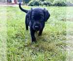 Small #4 Aussiedoodle-Labradoodle Mix