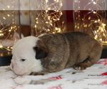 Small Photo #11 English Bulldog Puppy For Sale in WINNSBORO, TX, USA