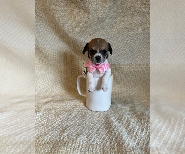 Medium Photo #3 Chihuahua Puppy For Sale in JACKSON, GA, USA