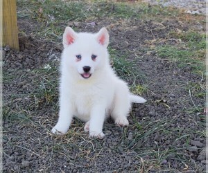 Pomsky Puppy for sale in BARNESVILLE, KS, USA