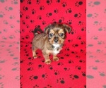 Small #1 Shorkie Tzu