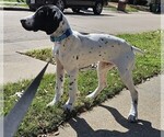 Small Photo #43 German Shorthaired Pointer Puppy For Sale in MCKINNEY, TX, USA