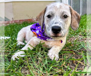 Mutt Dogs for adoption in San Diego, CA, USA