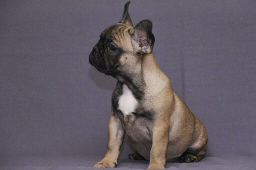 Medium Photo #2 French Bulldog Puppy For Sale in KLEIN, TX, USA