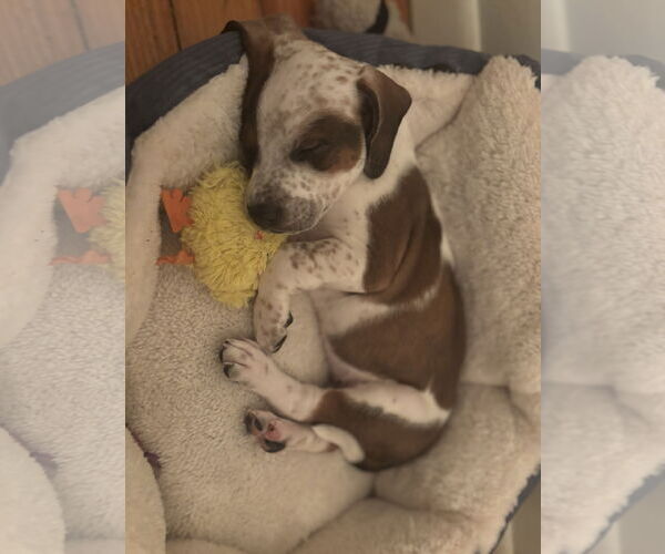 Medium Photo #9 Boxador Puppy For Sale in Canal Winchester, OH, USA