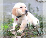 Small Golden Retriever