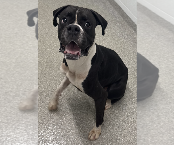 Medium Photo #2 Boxer Puppy For Sale in  Katy, TX, USA