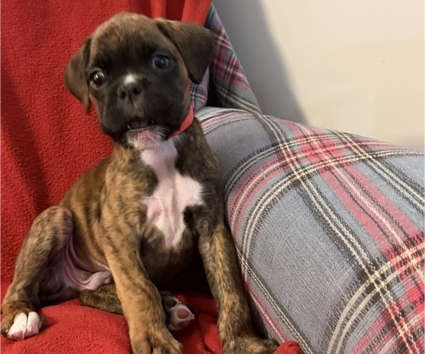 Medium Photo #19 Boxer Puppy For Sale in LANSING, MI, USA