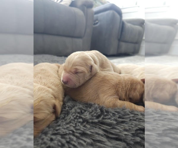Medium Photo #4 Golden Retriever Puppy For Sale in ELVERTA, CA, USA