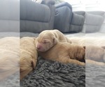 Small #3 Golden Retriever
