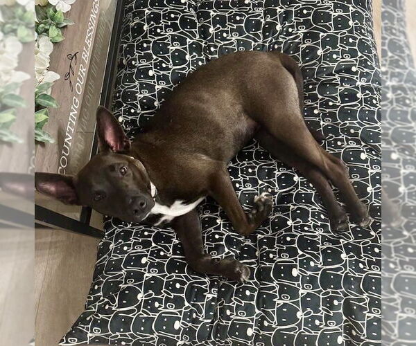 Medium Photo #2 Mutt Puppy For Sale in San Juan Capistrano, CA, USA