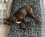Small #1 Mutt