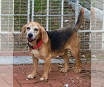 Small #6 Beagle