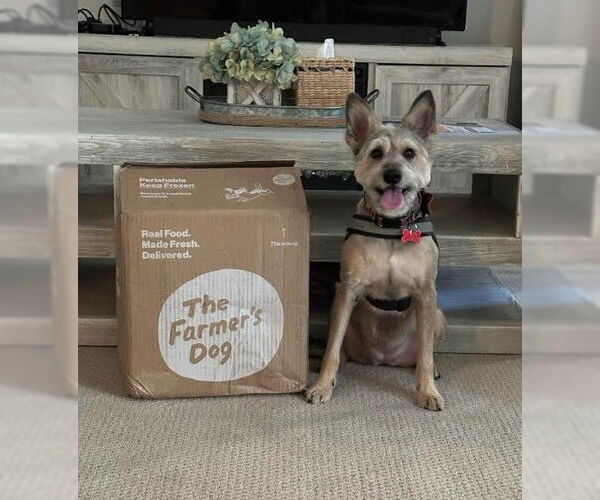 Medium Photo #5 Mutt Puppy For Sale in San Diego, CA, USA