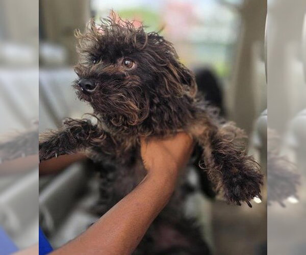 Medium Photo #1 Mutt Puppy For Sale in San Antonio, TX, USA