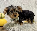 Small #7 Yorkshire Terrier