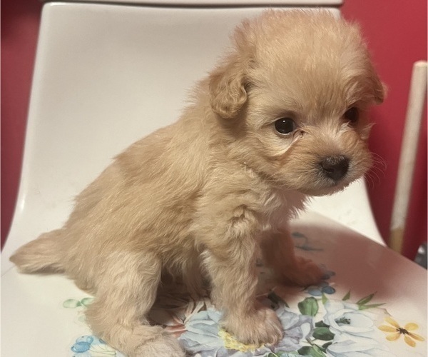 Medium Photo #5 Pomapoo (Toy) Puppy For Sale in GLENWOOD CITY, WI, USA