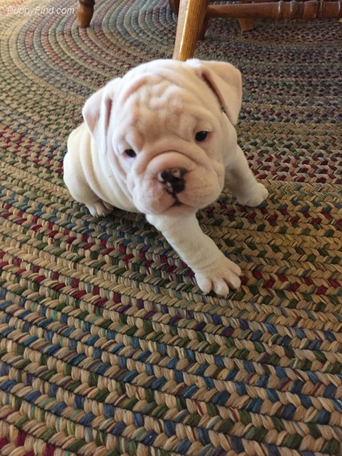 Medium Photo #1 Bulldog Puppy For Sale in MEEKER, OK, USA
