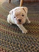 Small Photo #1 Bulldog Puppy For Sale in MEEKER, OK, USA