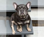 Small #1 French Bulldog