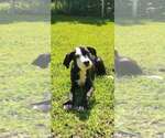 Small #6 Mutt