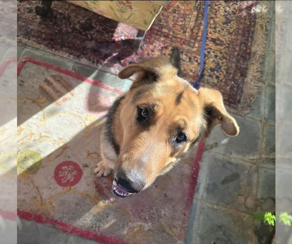 Medium Photo #10 German Shepherd Dog-Great Dane Mix Puppy For Sale in Winston Salem, NC, USA