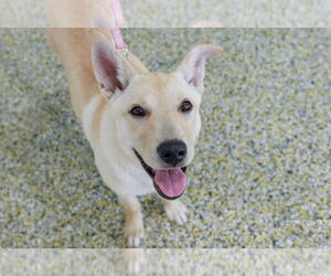German Shepherd Dog-Unknown Mix Dogs for adoption in The Woodlands, TX, USA