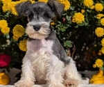Small #4 Schnauzer (Miniature)
