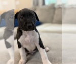 Small American Pit Bull Terrier