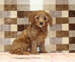 Small #3 Cavapoo (Miniature)