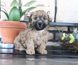 ShihPoo Puppy for sale in CANTON, OH, USA