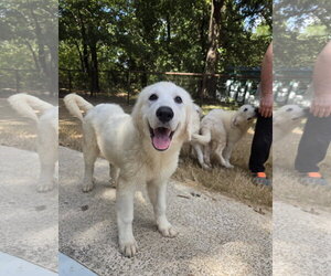Truffles - Male Great Pyrenees Dog for Adoption - Photo #2