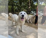 Small Photo #2 Great Pyrenees Puppy For Sale in Spring, TX, USA