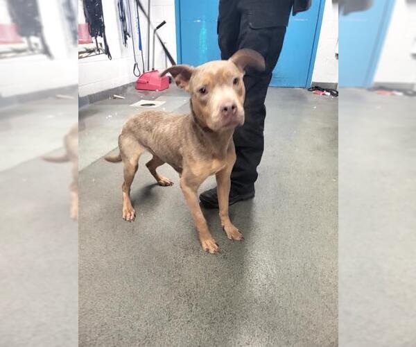 Medium Photo #1 American Staffordshire Terrier-Unknown Mix Puppy For Sale in San Antonio, TX, USA
