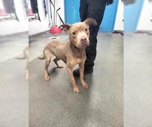 American Staffordshire Terrier-Unknown Mix Dogs for adoption in San Antonio, TX, USA