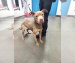 Small American Staffordshire Terrier Mix